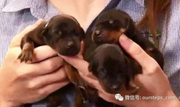 最新台湾狗崽爆料新闻,最新民生热点事件揭秘